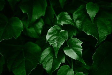 Yeşil yaprakların doğal arka planı. Yakın plan. Seçici odak.