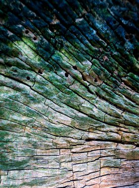 Yaşlı bir ağaç kütüğünün dokusu. Doğal soyut arka plan. Yakın plan. Seçici odak.