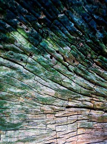 Yaşlı bir ağaç kütüğünün dokusu. Doğal soyut arka plan. Yakın plan. Seçici odak.