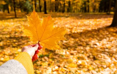 Sonbahar parkında sarı akçaağaç yaprağı tutan bir kadın. Sonbahar titreşimleri, sıcak renkler, rahat mevsimlik atmosfer. Seçici odak.