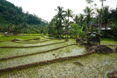 Subak, Endonezya 'nın Bali adasındaki çeltik tarlaları için su yönetimi (sulama) sistemidir. Su, karmaşık darbeli yapay ekosistem yapımında kullanılır. Bali su kaynağı. Kanal, tünel. Bali, Endonezya. 