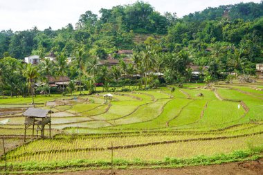 Subak, Endonezya 'nın Bali adasındaki çeltik tarlaları için su yönetimi (sulama) sistemidir. Su, karmaşık darbeli yapay ekosistem yapımında kullanılır. Bali su kaynağı. Kanal, tünel. Bali, Endonezya. 