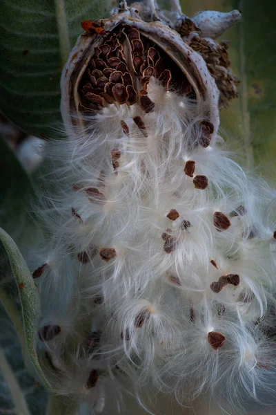 stock image Close-up on milkweed seed pod selective focus on seeds, in nature, with copy-space