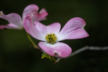 Dogwood flowers, pink. Spring concept against green bokeh background, viewed from the side, selective focus, highlighting the center and petals