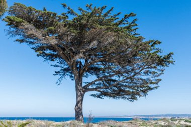Monterey Eyalet Sahili 'nin kıyısındaki güzel asimetrik selvi ağacı mavi gökyüzüne karşı ve bulutsuz bir günde okyanus manzarası.