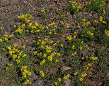 Closeup and Selective focus on yellow Oxalis flowers blooming on the California Coast