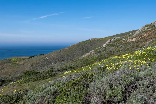Цветущие Саусалито Желтые Цветы Oxalis Зона Отдыха Marin Headlands Калифорния Стоковое Изображение