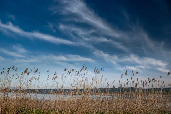 Tall marsh vegetation at the Suisun Marsh, Grizzly Island Wildflife area on a partly cloudy day with blue sky and plenty of space for copy 