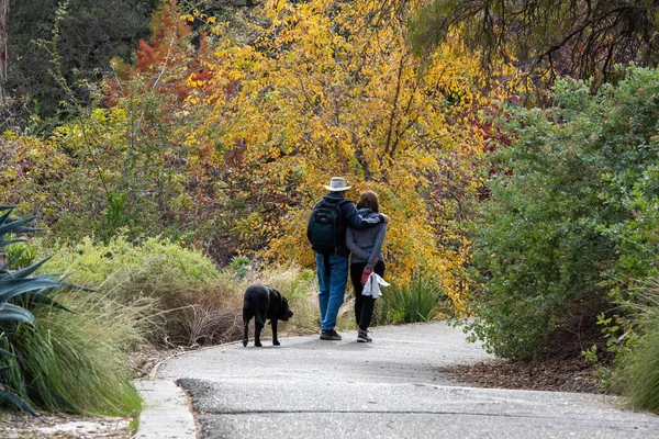 Davis California Usa November 2022 Couple Dog Walk Fall Colors — Stock Photo, Image