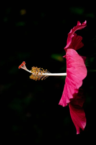 Flor Hibisco Vermelha Vista Lado Destacando Estames Pistilos Das Estruturas — Fotografia de Stock
