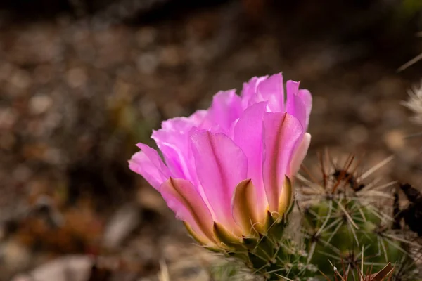 Side View Flower Cactus Echinocereus Cinerascens Close Shallow Dof Plenty — Stock Photo, Image