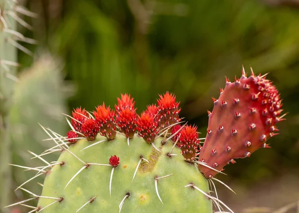 Side Flower Buds Cactus Opuntia Stenopetala Popularly Known Arrastadillo Close — Stock Photo, Image