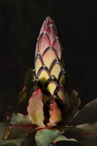 Widok Boczny Pąka Kwiatowego Protea Eximia Australijskiej Rośliny Rosnącej Ogrodzie — Zdjęcie stockowe