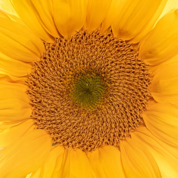 Szczegółowy Środek Żółty Słonecznik Tło Kopiarka Spacja Makro Wyśrodkowany — Zdjęcie stockowe