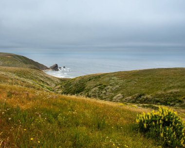 Point Reyes Ulusal Deniz Kıyısındaki Tomales Point Trail 'den deniz manzarası, Marin County, Kaliforniya, ABD, düşük gelgitte parçalı bulutlu bir günde, kır çiçekleri ve bir kaya parçasının yer aldığı 