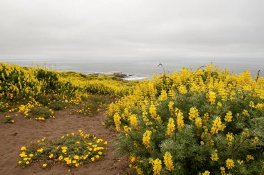 Point Reyes Ulusal Deniz Kıyısındaki Tomales Point Trail 'den deniz manzarası, Marin County, California, ABD, bulutlu bir günde lupinus ve kıvırcık gelincik sarı çiçekler