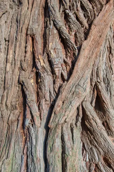 The bark of an Oak tree, Quercus sp- texture or background