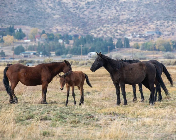 Mustangs in high desert in Nevada, USA (Washoe Lake), featuring a family of bay and black horses