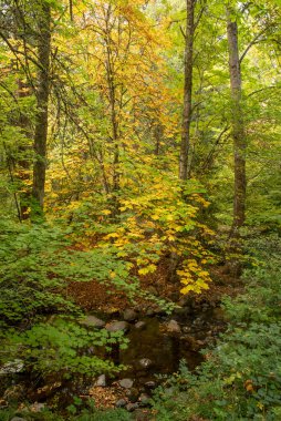 Creek in Lithia Park with Autumn colors from aesculus hippocastanum, horse chestnut, portrait orientation clipart