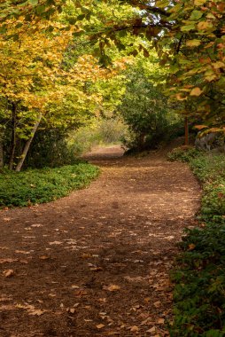 Sonbaharda Lithia Park, Ashland, Oregon, ABD 'de sonbahar yaprakları, ormanda bir patika boyunca sarı renkte