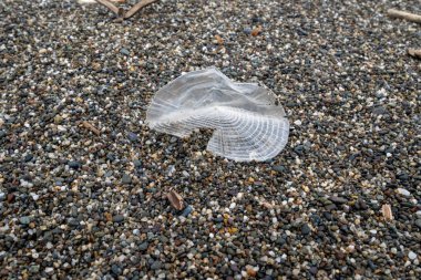 Velella Velella, rüzgar-denizci, California sahilinde.