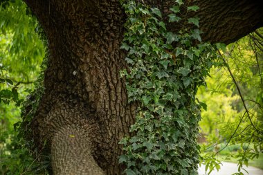 Kaliforniya 'daki Quercus Suber, meşe ağacının gövdesinde yetişen İngiliz sarmaşığı.
