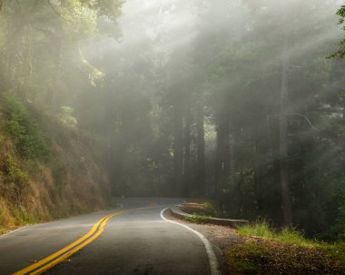 Tamalpais Dağı 'ndaki Muir Ormanı' na giden yolda bir kıvrım ve ormandan geçen sihirli ışınlar var.