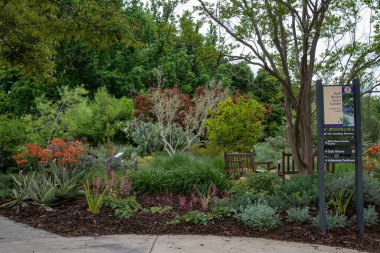 Davis, Kaliforniya, ABD. 14 Nisan 2024 Ruth Rissdon Storer baharda UC Davis botanik bahçesinde bulutlarla dolu güneşli, mavi bir gökyüzü gününde