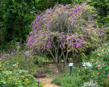 Ruth Rissdon Storer  garden at the UC Davis arboretum in the spring, on a sunny, blue sky day with clouds clipart