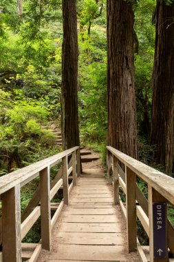 Marin County 'deki Dipsea Patikası' nı gösteren köprü ve tabela, kozalaklı ağaçlar ve yeşillik içeriyor.