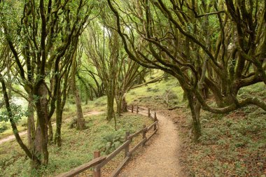 Marin County 'deki Dipsea Patikası' nda çitlerle çevrili bir patika. Kaliforniya Körfezi ve eğrelti otları var.