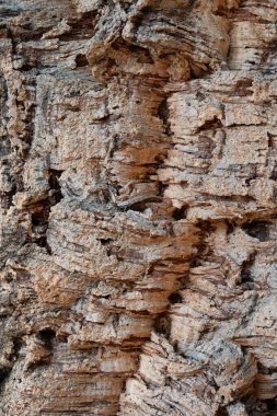 Cork meşe, Quercus suber-doku veya arka plan kabuğu