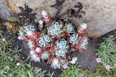 Dudleya Farinosa Salt Point Eyalet Parkı 'nda, Jenner, CA, ABD, California' nın yerli sulu