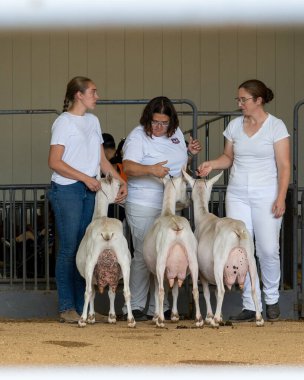 Sacramento, Kaliforniya, ABD 22 Temmuz 2025. Kaliforniya Eyalet Fuarı 'nda mandıra keçisi gösterisi. Fuar yıllık ve Kaliforniya sanayi ve kültürüne sahip..