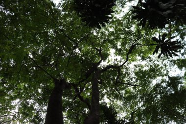 Ormanda yeşil ağaçlar