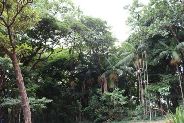 Ormanda yeşil ağaçlar