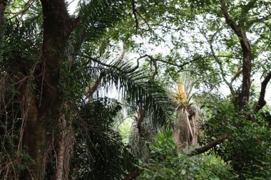 Tropik orman ormanı, Tayland