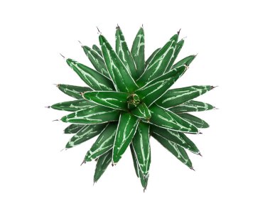 Agave victoria reginae. Beyaz arka planda izole edilmiş. (kırpma yolu ile)