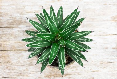 Agave victoria-reginae. Saksılara ekilmiş, güzel desenleri ve dikenleri olan sulu bir bitki..