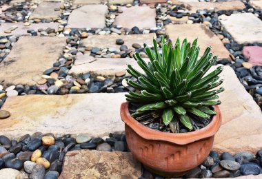 Agave Victoria Reginae taştan arka planda terracotta tenceresinde.