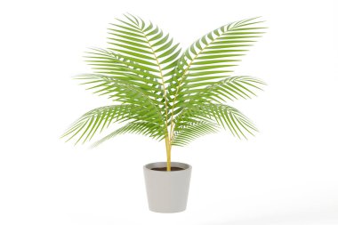 Realistic Yellow palm, Madagascar palm in gray pot on white background, 3D mock up. 3D render illustration. clipart