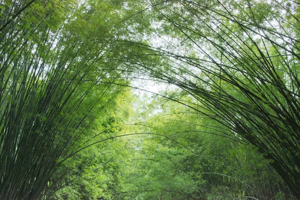 The bamboo trees along the path lean towards each other.