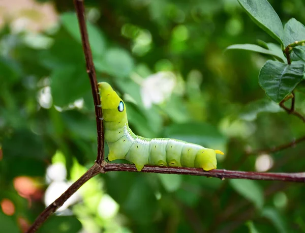 stock image A fat green caterpillar clinging to a tree branch in search of food.