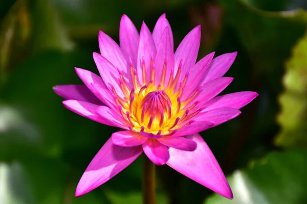 stock image The pink lotus flower is blooming. In the morning, sunlight shone on it.