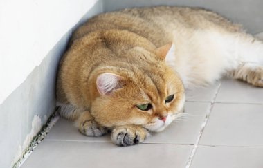 British Shorthair cat sleeping comfortably at the corner of the house ceramic tile floor. clipart