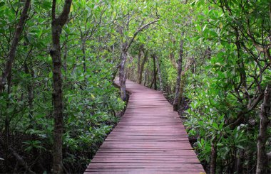 A wooden bridge built as a small walkway for tourists to walk and see the scenery and study the nature in the mangrove forest. clipart