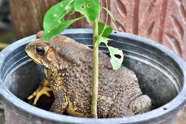 Fat toad. A toad was sitting in a small orange tree pot.
