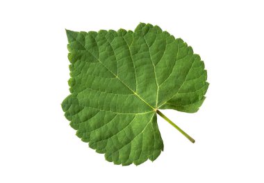 Beyaz arka planda üzüm yaprakları. (kırpma yolu ile)