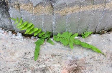 Çimento tenceresinin altında küçük bir eğrelti otu doğdu. Eğreltiotları nemli ve aydınlık alanlarda kolayca yetişir..