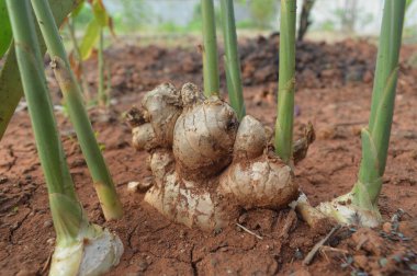 Bahçelerde yetişen bilimsel adı Zingiber officinale olan zencefil bitkisi, genellikle geleneksel tıp için bir baharat ve ham madde olarak kullanılır..